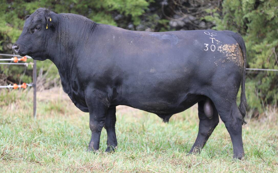 Dulverton The Offer T304 (lot 25), by Waitara Princeton P90 and from Dulverton Willow M093, a Musgrave Big Sky daughter. He's a high yielding bull with good muscle, scoring 10 for tenderness. Picture supplied