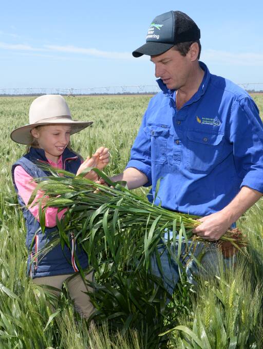 Paul Cleton, Riverview Farming, Hillston, and his daughter Lucy, 9, checking Bellaroi variety durum wheat at "Whealbah". Photo by Rachael Webb