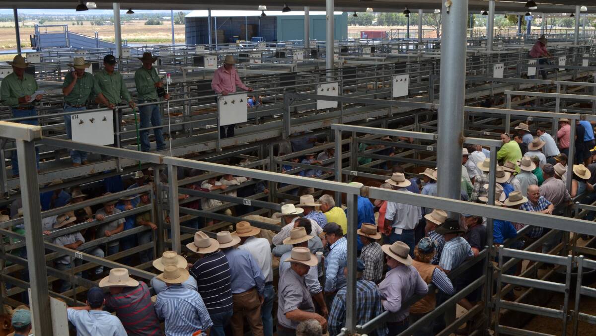 The crowd at the last Tamworth cattle sale for 2016.