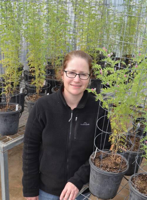 NSW DPI chickpea breeder Kristy Hobson with PBA Seamer plants at Tamworth Agricultural Institute.