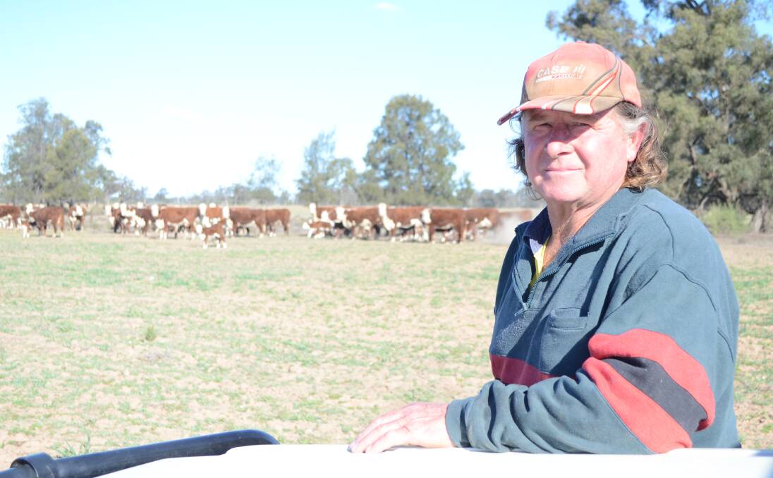 Philip Currey with Hereford cows and calves at "Glenroy", Pilliga. His focus is on improving the quality and temperament of his cows.
