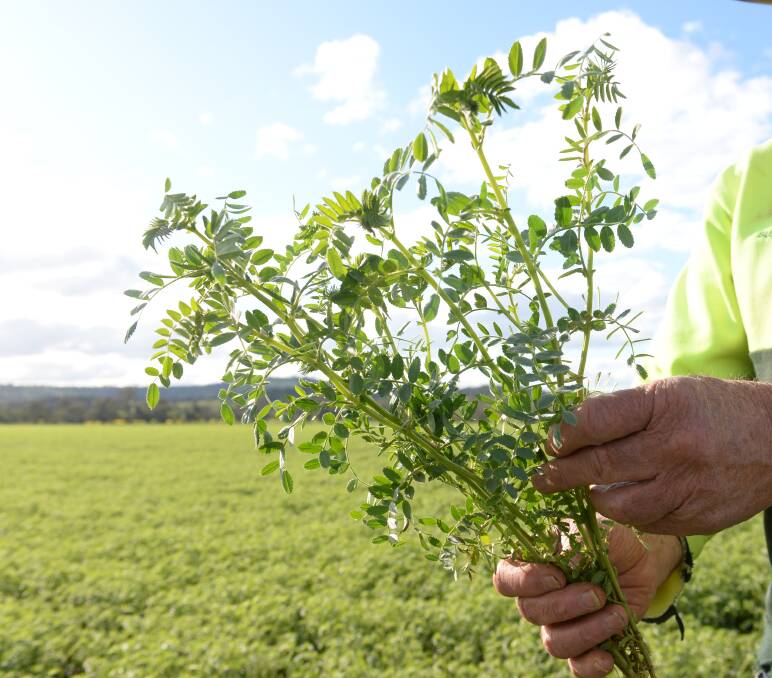 Growers are desperate for rain to finish crops, with chickpeas set to benefit the most from any rainfall between now and harvest.