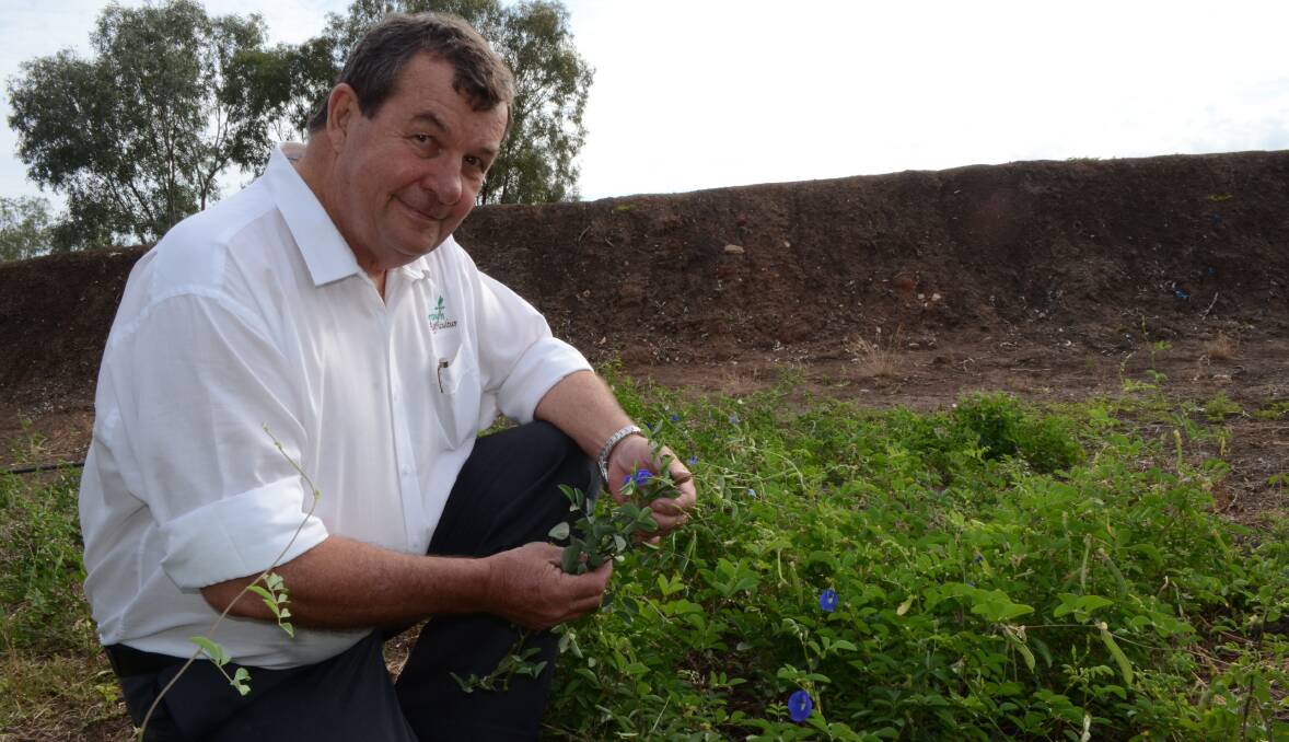 Managing director of Growth Agriculture Kerry Watts in a field of butterfly pea at his Wee Waa property, “Renfrew Park”.