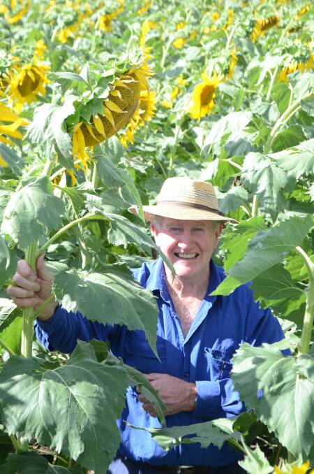 Trevor Pengilley in his sunflower crop at “Belvil”, Blackville.

