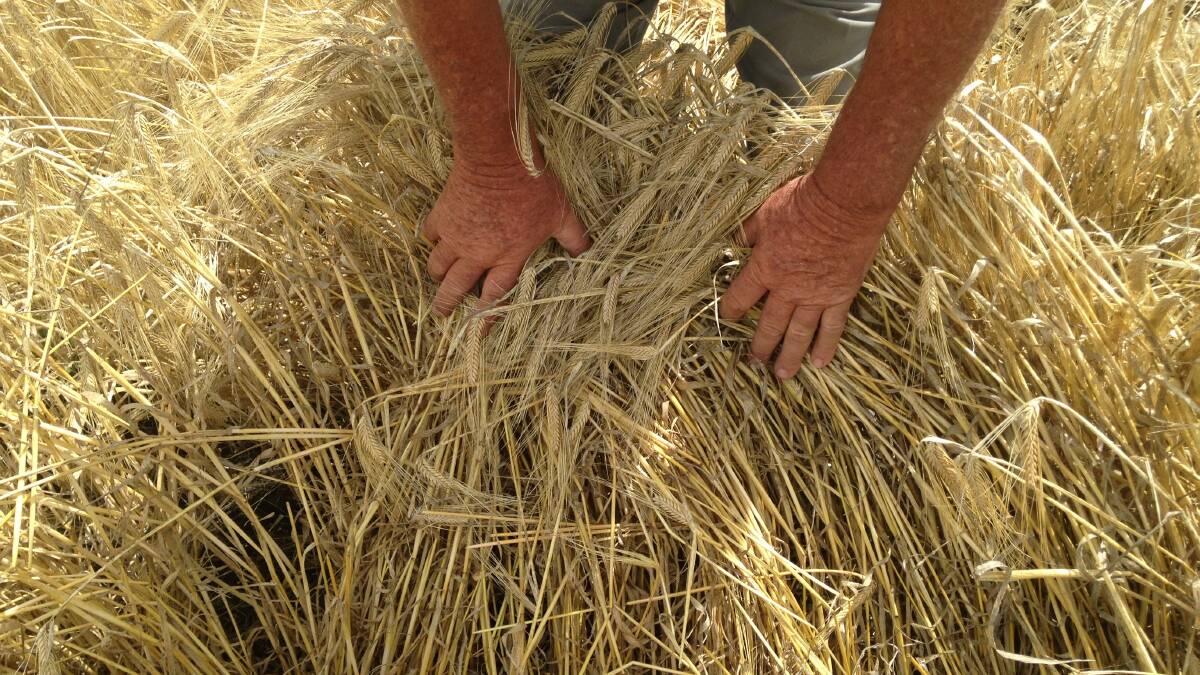 A barley crop being judged in the Inverell Ag Bureau crop compeition.