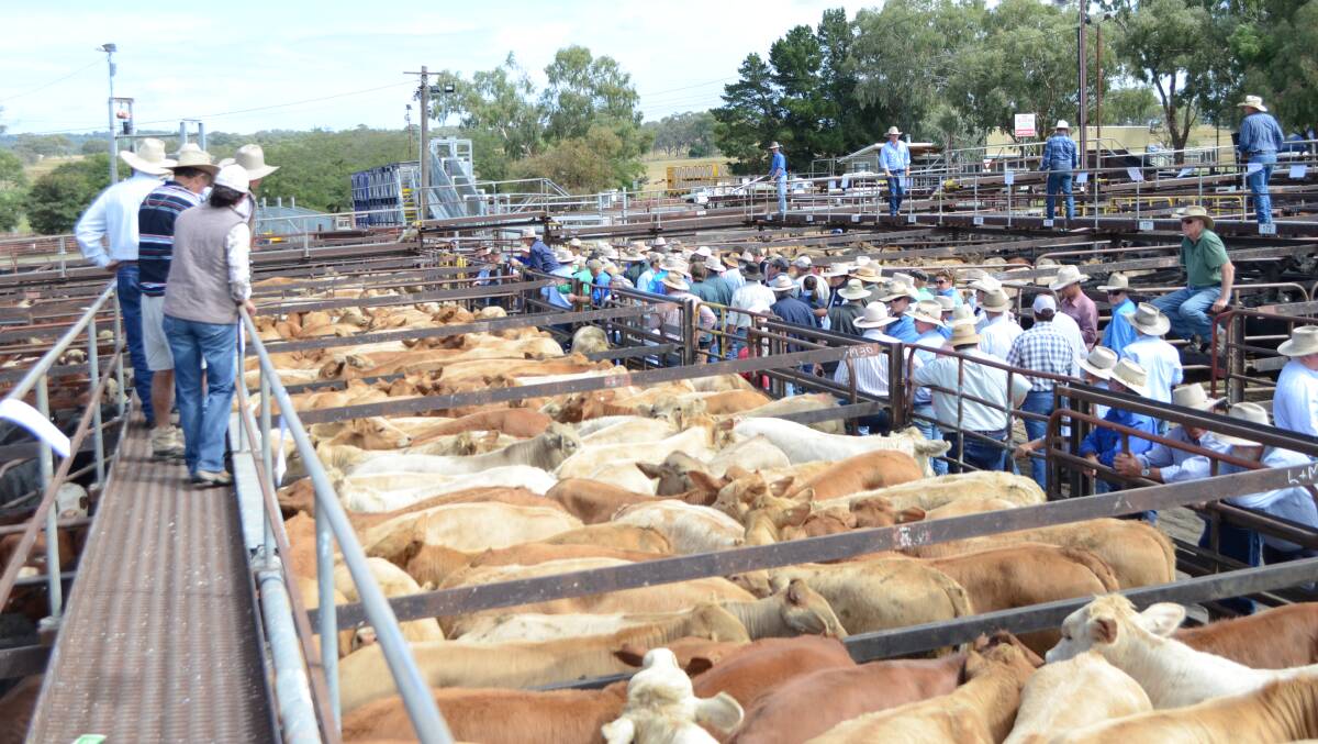 UPGRADE: The redevelopment of the Inverell saleyards will include new pens, soft flooring and a roof.