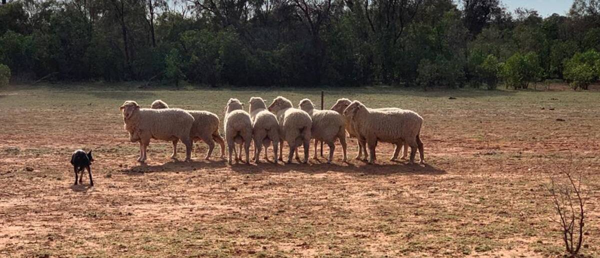 INCREASING PRODUCTION: The Robsons are running about 2000 ewes at Green Creek, and have lifted lambing percentages and improved flock quality over the past few years.