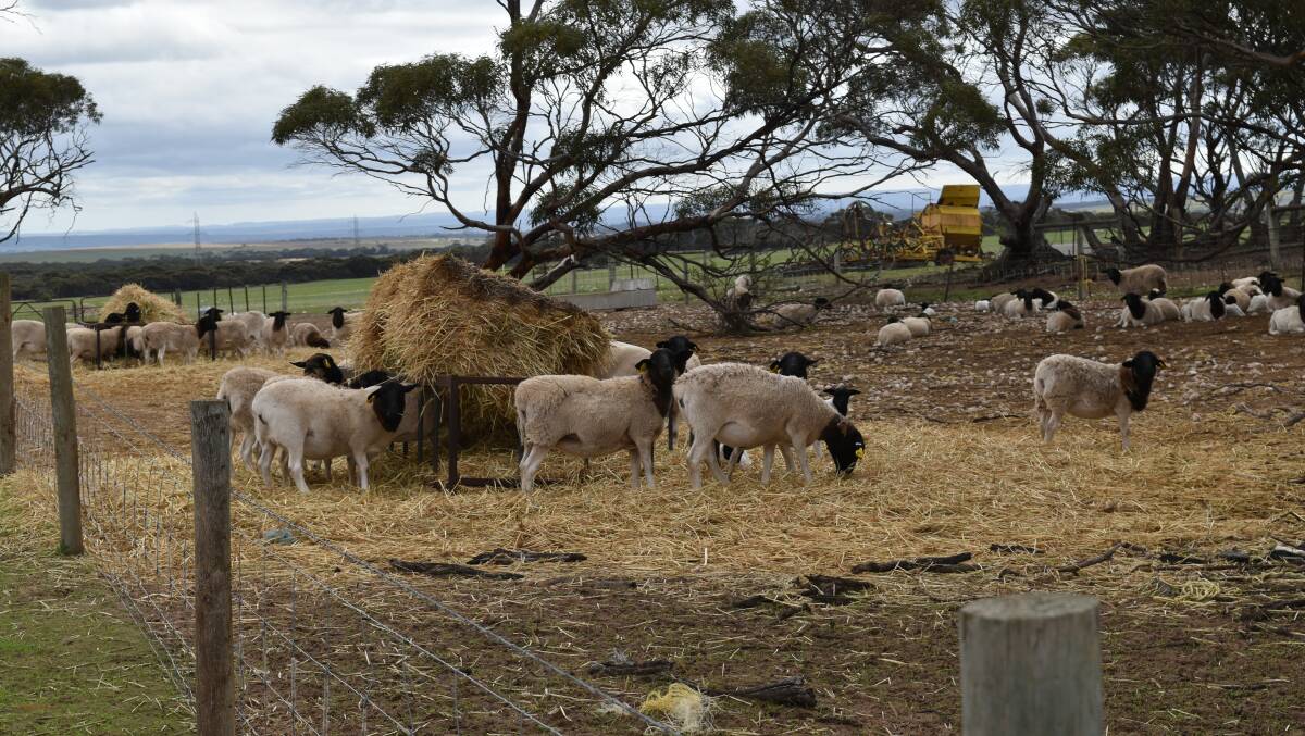 Maiden ewes at "Orland Hills", Tailem Bend, South Australia.
