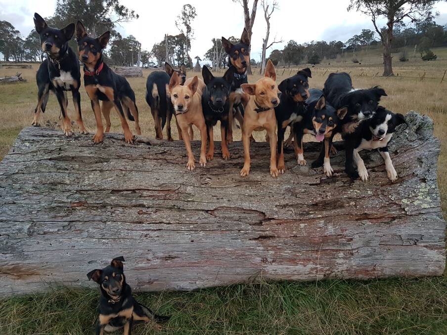 Walcha farm manager Tony Overton has always looked for good work dogs, and started breeding and training about 15 years ago.