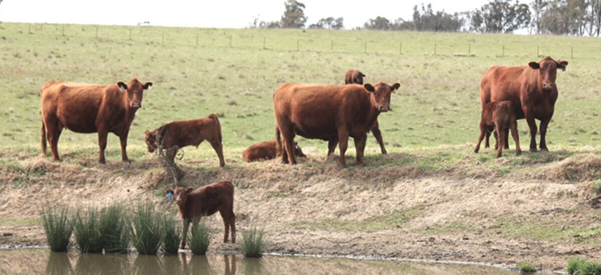 Red Angus cattle at "Fishington", Wongwibinda. The Roberton family will have five stud females and 30 commercial females in the Red Reflections sale.