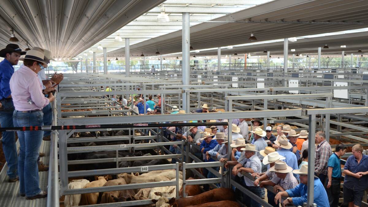 The crowd at the Tamworth sale on Friday.
