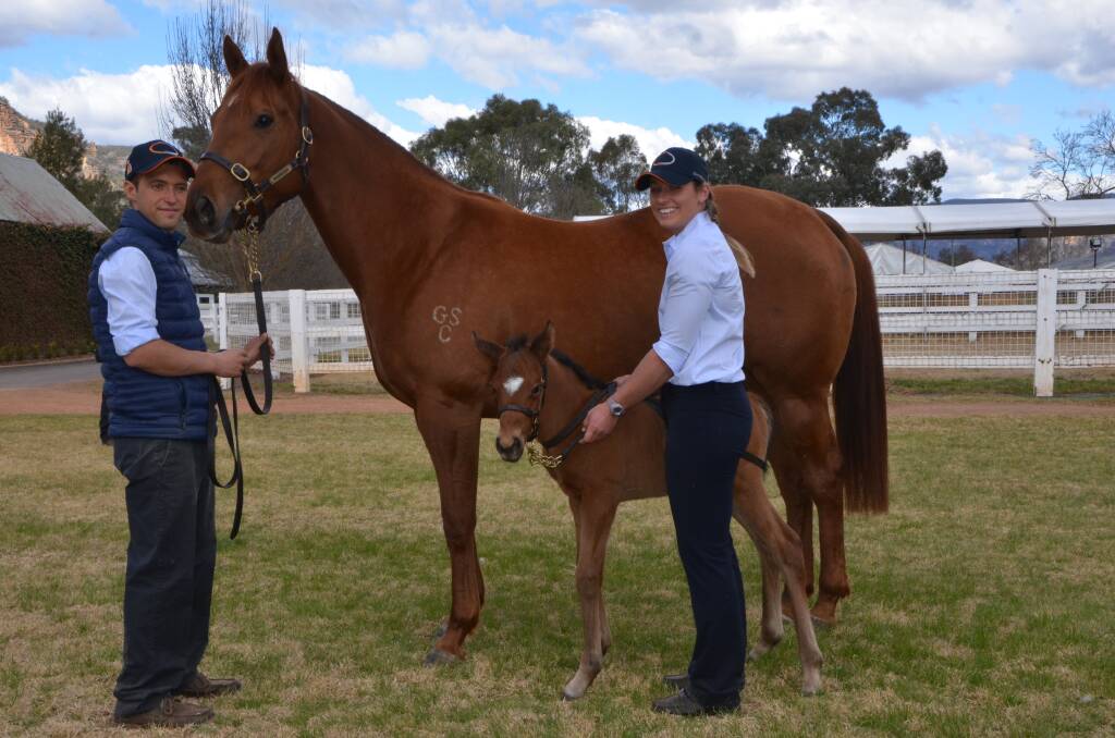 Handler Andrea Ottina holding Twinkle Star with her filly foal at foot by Outreach, held by Kathryn Steman, at Widden Stud.  