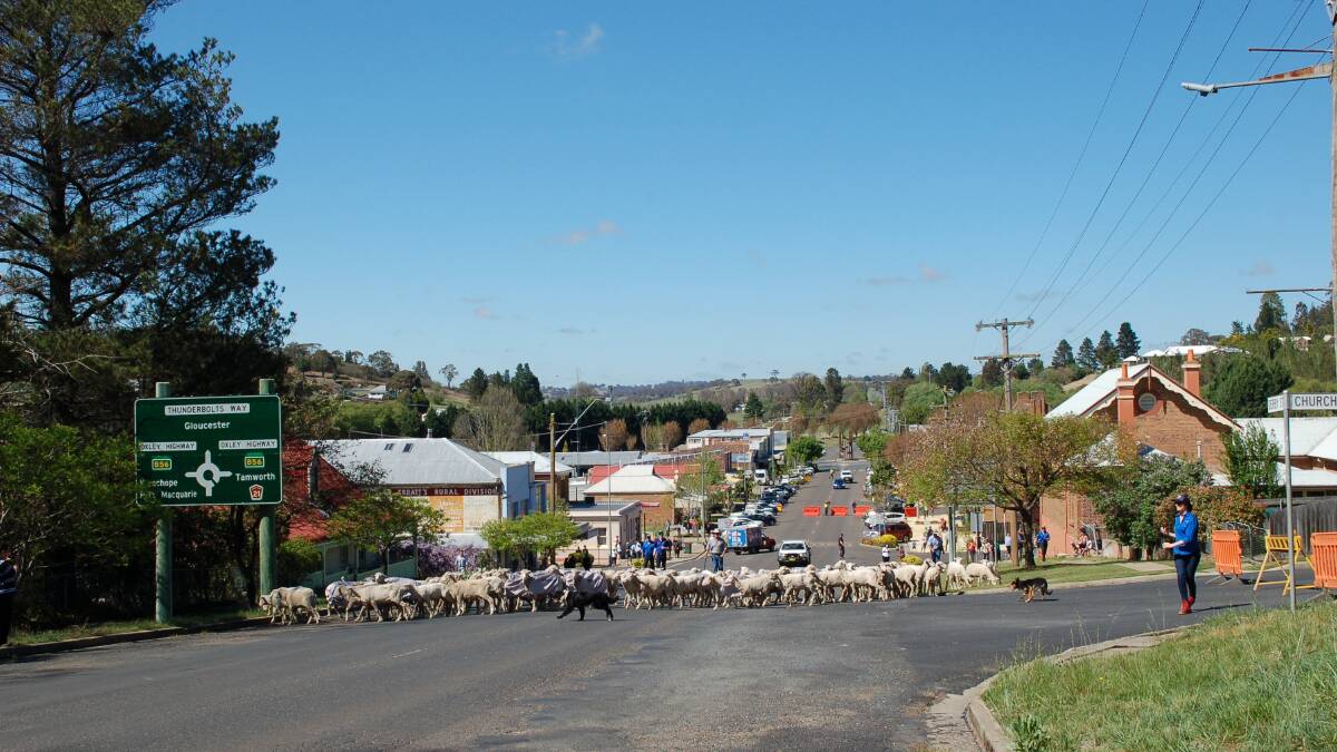 Counting sheep in the street | Video