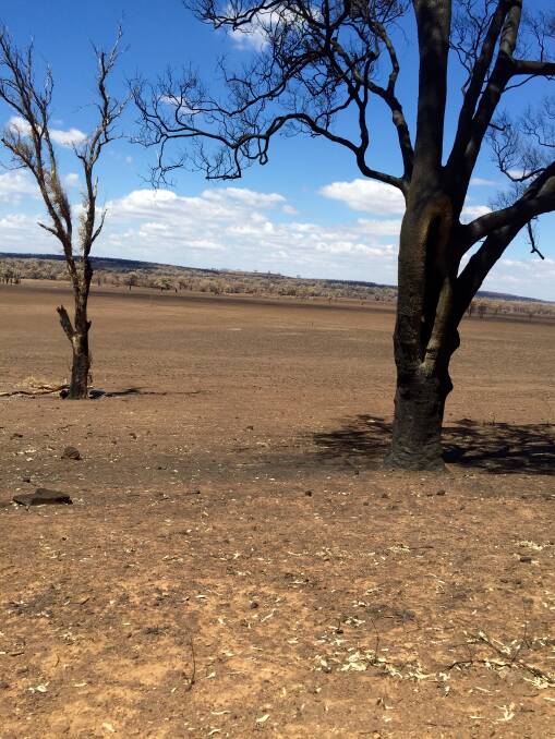 Some of the pasture land burnt out during the recent bush-fires east of Dunedoo.