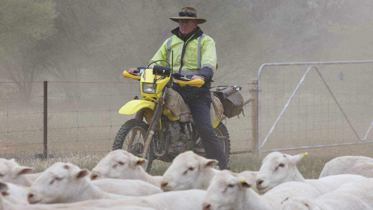 Brendan Duncan moves a mob of of his White Dorpers at "Glen Park", Wentworth. With just 95 millimetres of rain in past 12 months he has cut back ewe numbers to 2500.