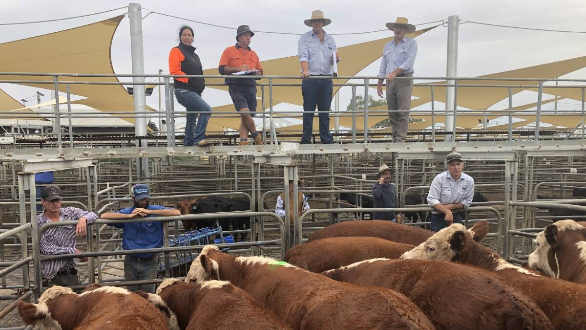 Peter Thomas, Landmark Milling Thomas, Dubbo selling a pen of Hereford milk and two-tooth steers on behalf of Woondah Pastoral Company, West Wyalong. They made 348.2c/kg and weighed 510kg, returning $1775.75 a head.
