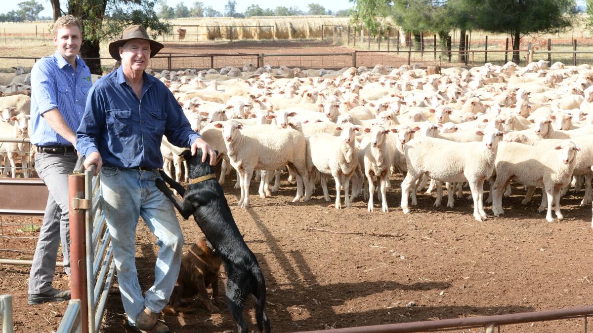 Agriwest animal production consultant, David Rathbone, looks over White Suffolk/Merino lambs with Peak Hill breeder, Greg Bell at "Minnerong". Lambs are normally grown out to heavy export weights of 55 to 60 kilograms.