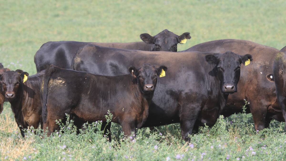 Angus breeders with Limousin calves at foot at "Glencoe", Mendooran, made to $2330 among an offering of 930 cows and calves averaging $2226 when sold on AuctionsPlus last Friday.