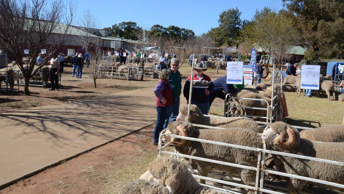 Stud displays attracted a large number of spectators at Dubbo TAFE rural campus yesterday.