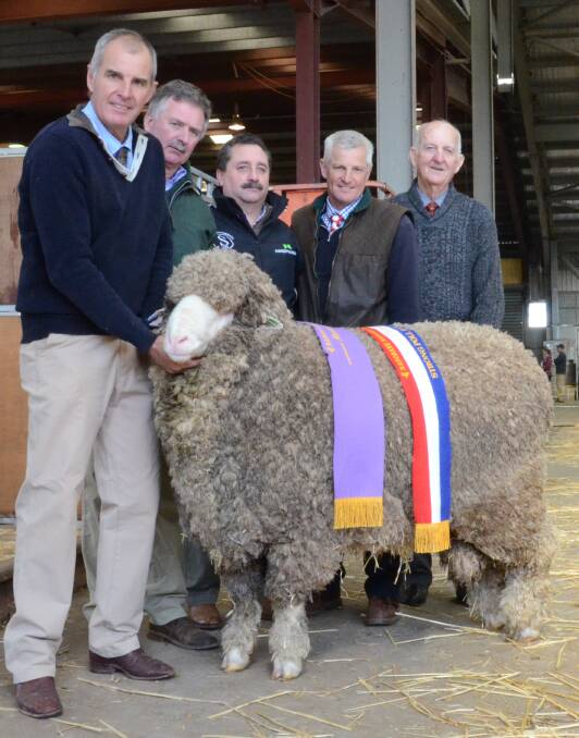 Towalba stud's August shorn strong wool champion and reserve grand champion Poll Merino ram sold for $30,000 top price of the 2016 Rabobank National Merino Sheep Show and Sale to Le Leque stud, Leleque, Chubut, Argentina. Pctured holding the ram is Garry Kopp, Towalba stud, Peak Hill; LeLeque classer Michael Goughh; manager Ronald MacDonald; with Warick and Neville Kopp.