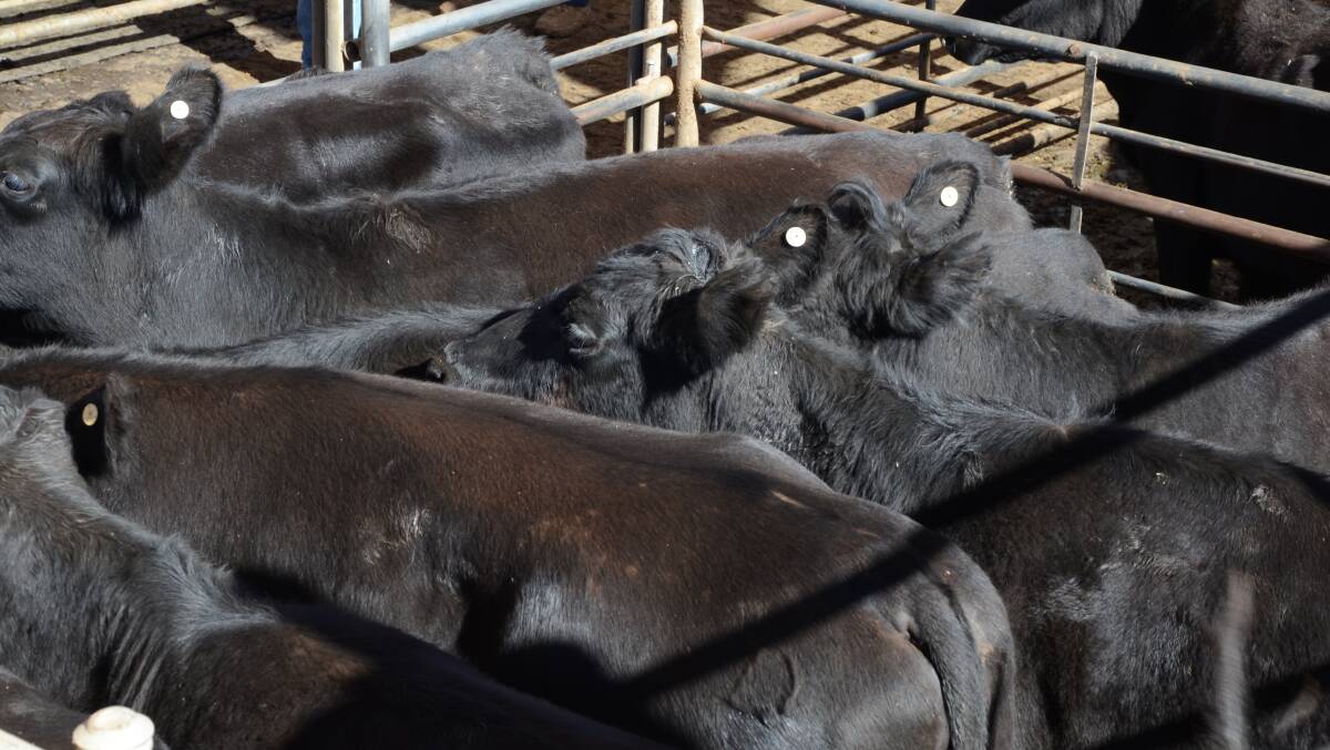 A pen of 16 six year-old Angus cows PTIC (red tags) to Tara Santa Gertrudis bulls sold at $1050 each for the Wynne family of Condobolin.