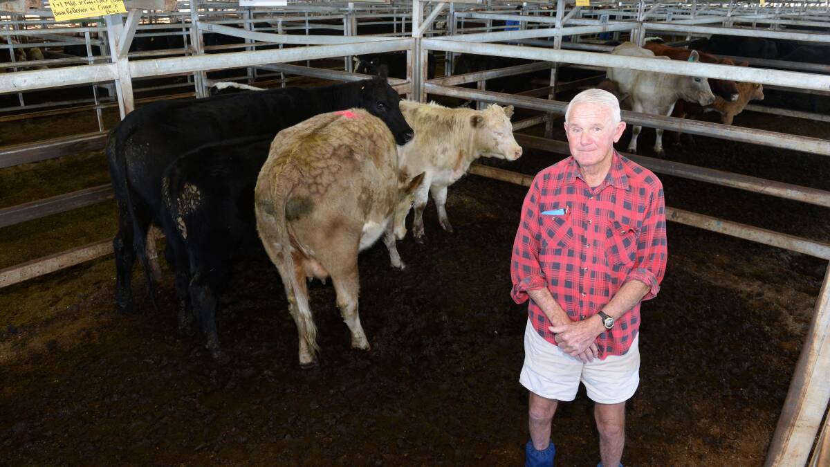 Tony Rayner, "Edelweis", Windeyer via Mudgee sold a couple of pens of cows and calves, including these Angus second calver cow and calf and a Murray Grey cow and calf by Charolais bull.