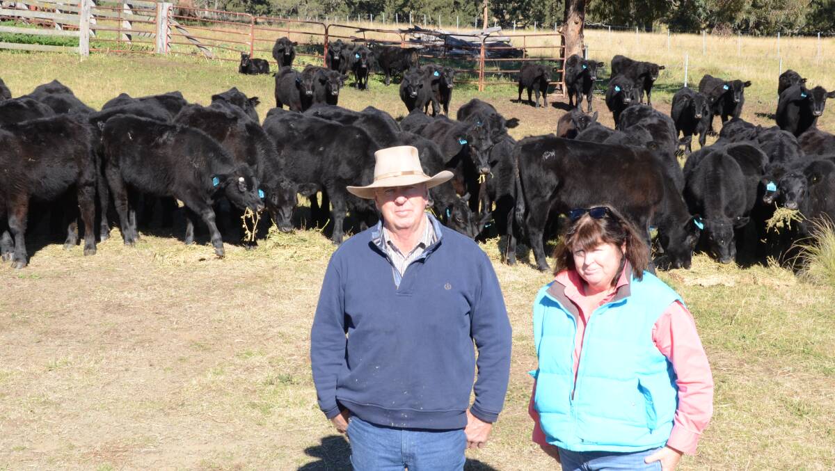 John and Jill Halsted with 100 six-month-old Angus weaner steers of Eaglehawk blood, near the stockyards at Jemmys Creek on Hampshire Station, Merriwa.