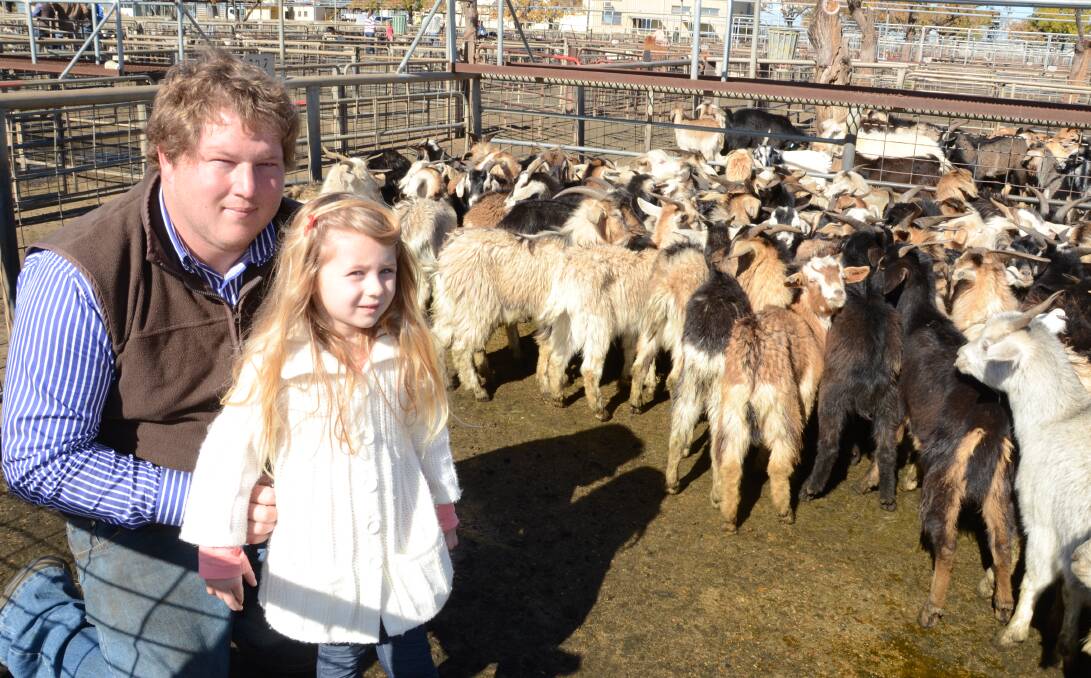 Ethan Alexander and daughter, Chloe, 4, “Yumba Thuddi”, Girilambone, pictured on Tuesday with a pen of young mixed-sex Australian bush goats typical of the type he buys at Dubbo goat sales to finish before resale.