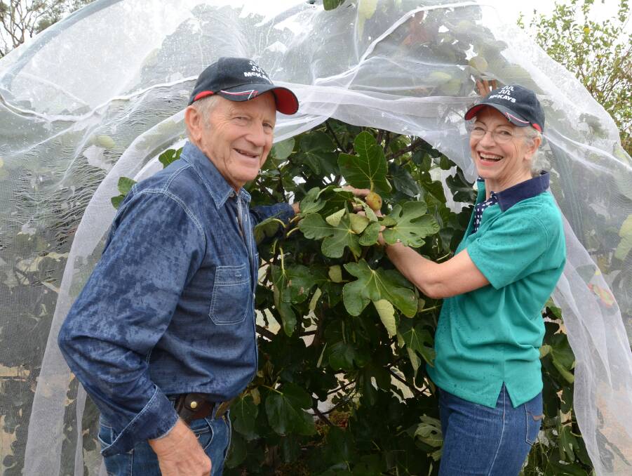 In their orchard of more than 60 trees Alston and Geraldine McKay check the ripeness of figs on a tree. Fruit picked and not used immediately is frozen for future.