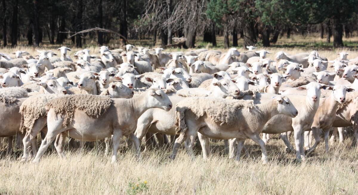 WHITE WINNERS: Commercial White Dorper ewes typical of the flock at Charlie and Thea Newby's "Golden Downs" near Gilgandra where they have proved meat grazing machines.