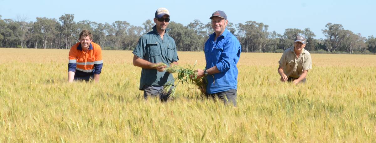 Kybah farming team, Trundle, Ben Zieltjes (left), Rob Hinchley (right) with Chris Hinchley and owner Scott Goodsell, in 240ha Lancer wheat paddock.
