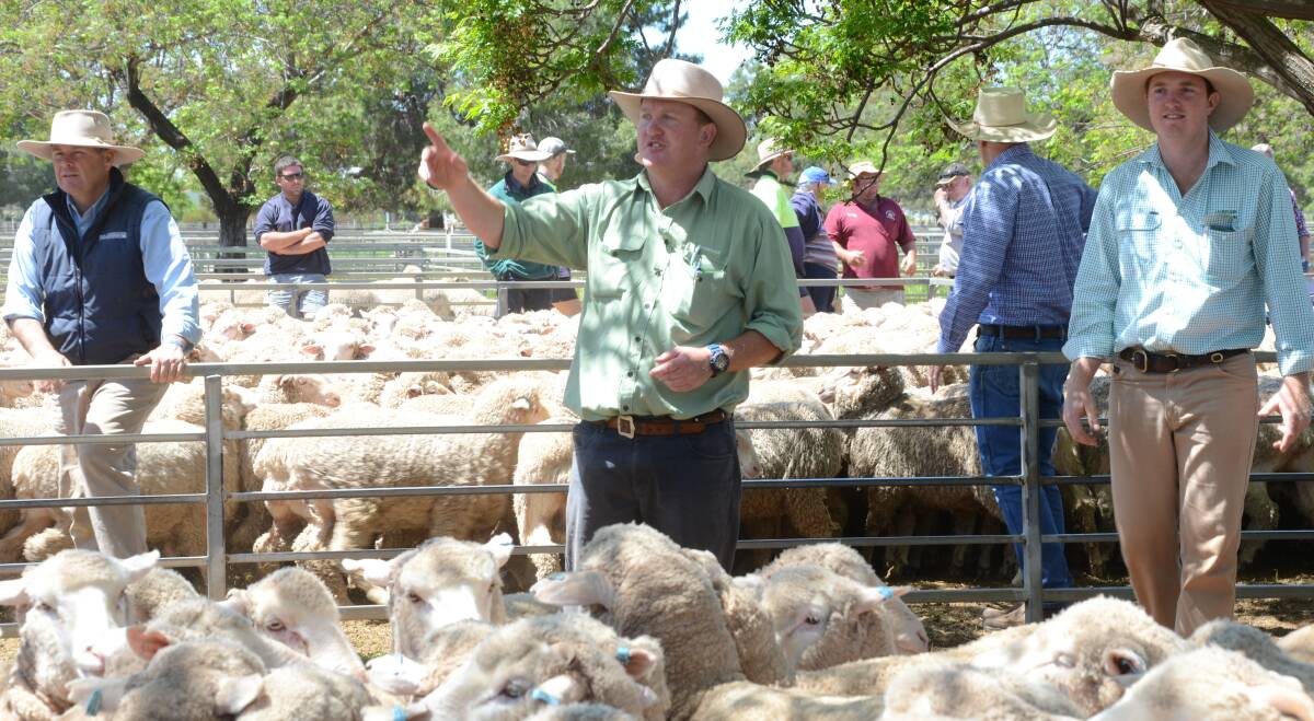Marcus Bruce sells for Landmark at a recent Narromine store sheep sale.