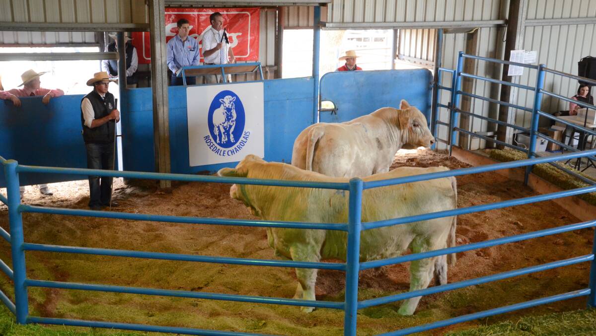 Lot 4, Rosedale Nagel sold for the top money of $14,000 to Jim and Jackie Wedge, Ascot Charolais, Warwick, Queensland.