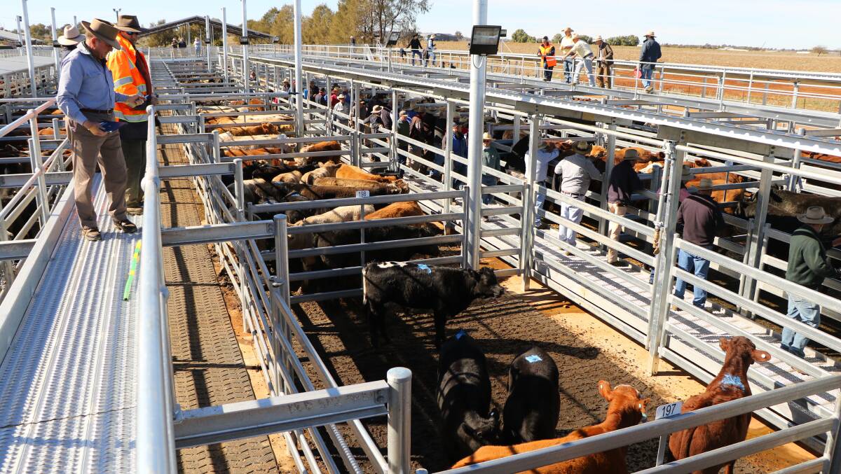 The new selling facilities at Dubbo Regional Saleyards were put to the test yesterday during the first prime cattle sale.