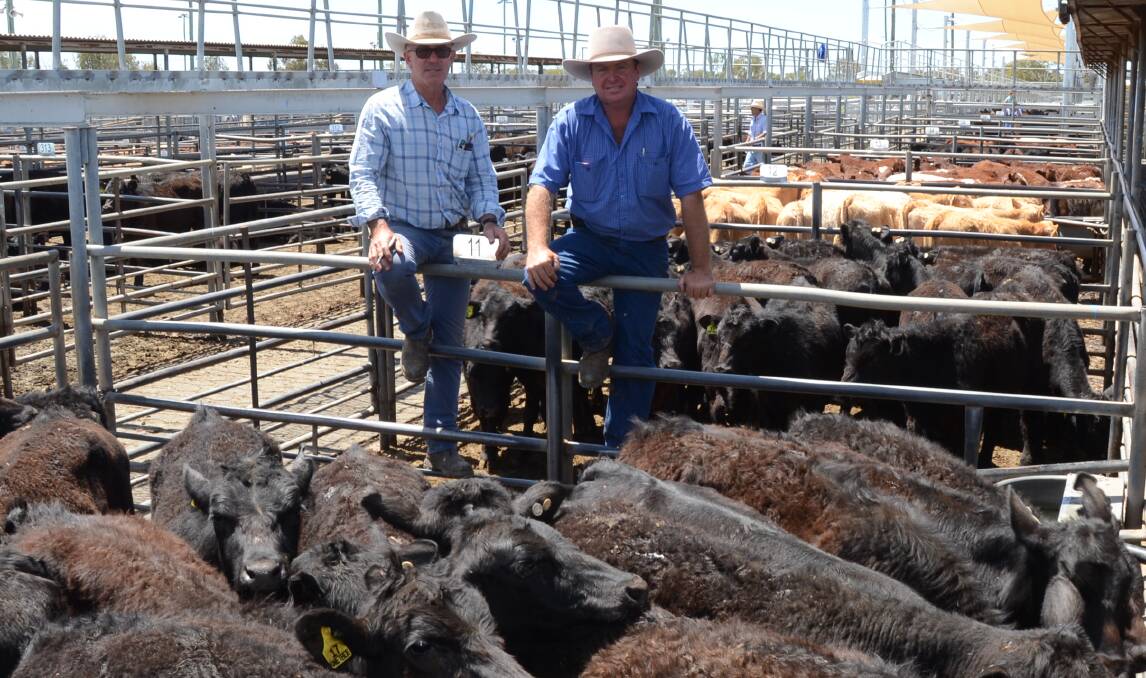 PT Lord Dakin’s Mark Sheehan and Mark Garland with 160 Angus, Shorthorn and Charolais/Shorthorn-cross steers which sold from $750 to $930 for Broken Hill clients, the Siemer family, One Tree Station.