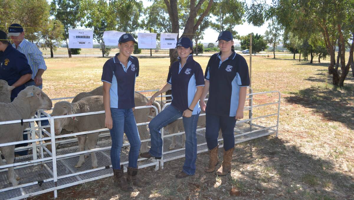 Trangie Central School students Jacana Powell, Demi Dunn and Abbie Fraser stand by their wethers. The team will be under their care prior to Dubbo's August judging.