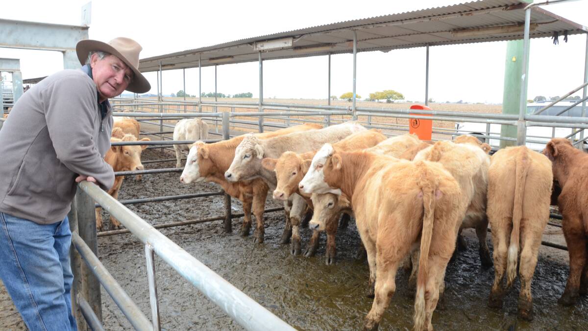 Warren Bendall, "Mayfield", Tullibigeal, paid $1225 each for these Charolais cross steers from David Caswell and family, Brewarrina, and will background them for a feedlot.