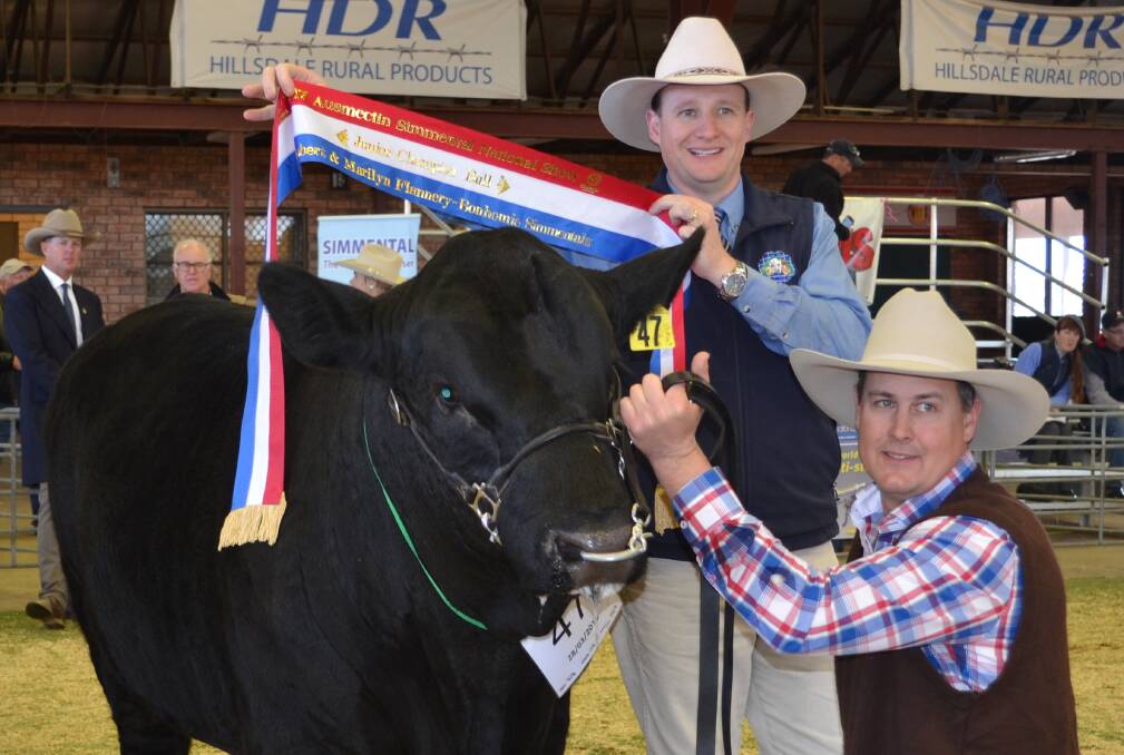 Junior champion bull Woonallee Mafia M78 (P) held and exhibited by Tom Baker, Woonallee stud, Millicent, SA, with Jason Sutherland, Ausmectin, sashing.