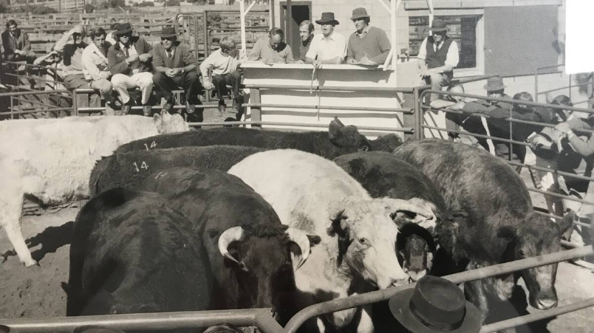 Mullah Station Shorthorn bullocks being sold at the first liveweight sale at Trangie saleyards on May 1, 1973. Left Edward Purseglove, Malcolm Kater, Allan McCutcheon.