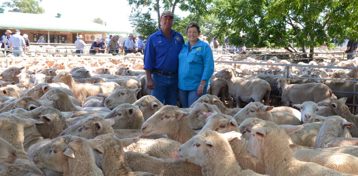 Andrew and Kathy Wall of Wall and Neindorf, Langidoon Station, Little Topar, among one of their four drafts totalling 770 head of six-year-old Samm/Merino cross ewes in lamb to Samm and Merino sires which topped at $117 and averaged $112. The Walls use Narromine each year to sell their cast-for-age ewes.