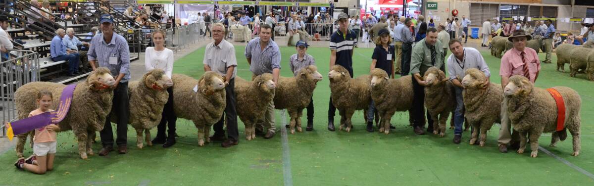 Langdene stud, Dunedoo gained a ":hat-trick" win and second placings in the Bruce Merriman memorial trophy group of August shorn Merinos, Winning for the third consecutive year and follows their group win at the Great Southern Supreme Merino Show in January.