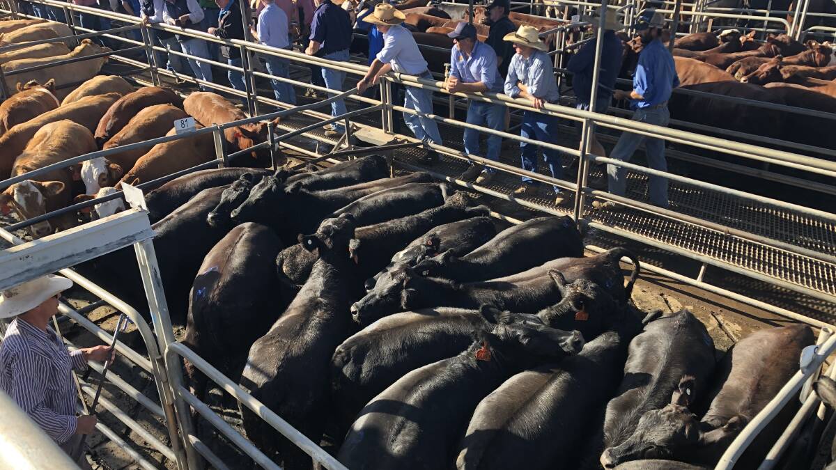 Good lines of heifers like these, plus younger steers and heifers are being snapped-up by restockers and feeders to eat off crop, especially in the Riverina.