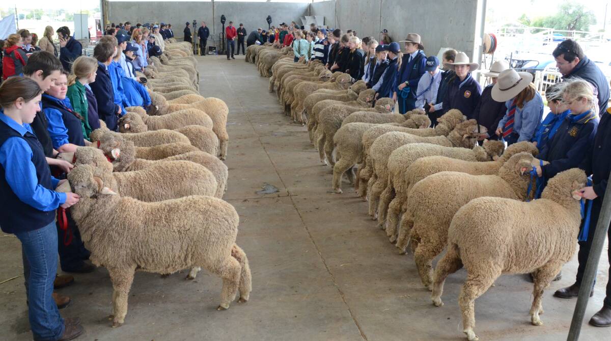 Thirty-four teams of six wethers line up for the first component of the 2015 Rabobank Schools Merino Wether Challenge won by Yanco Agricultural High School.