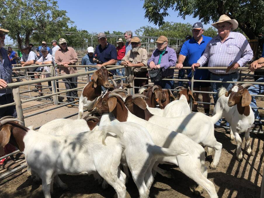 Boer does sold up to $215 a head, averaging $110 at Dubbo goat sale last week.