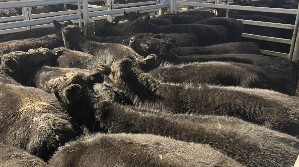 A pen of 24 Angus heifers which sold for 264.2c/kg by Plasto and Company, on behalf of the Guild family, Geurie, at Dubbo prime cattle sale last week.