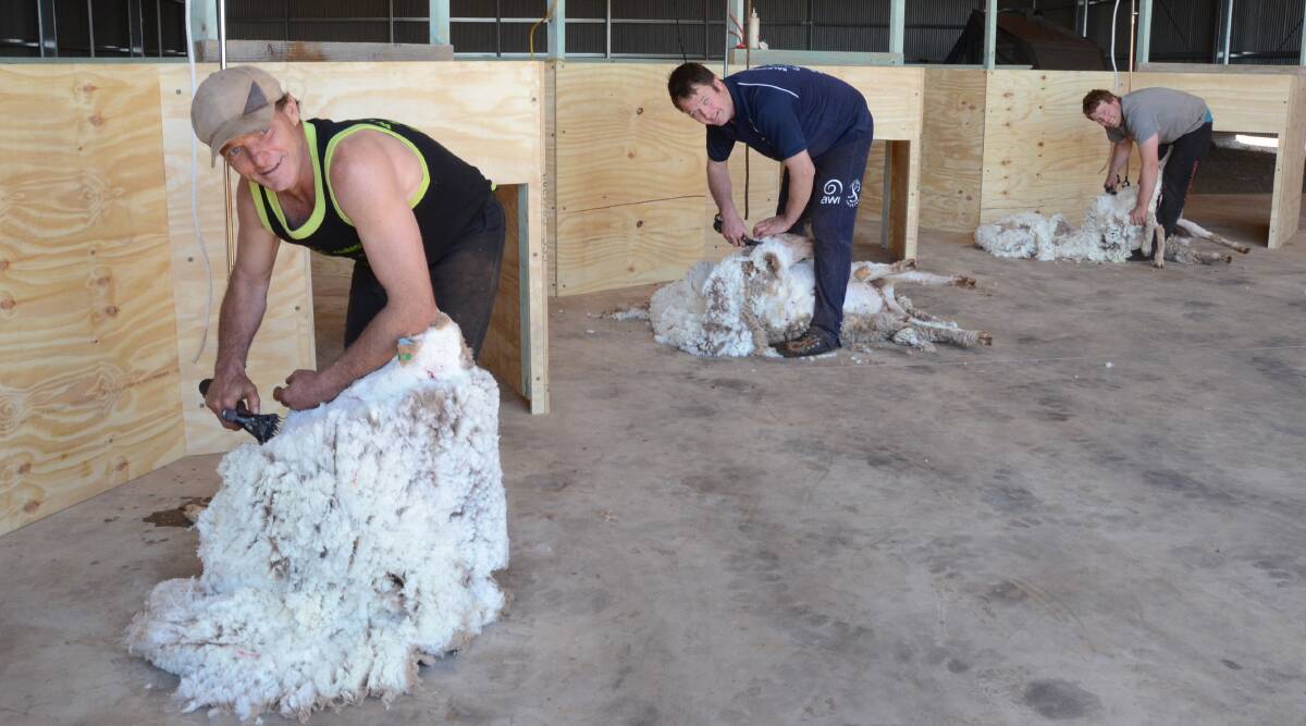 Champion shearers, Ben Barrett, Jason Wingfield and Bill Hutchison trial the final prototype of redesigned shearing modules at Arrow Park, Dubbo.