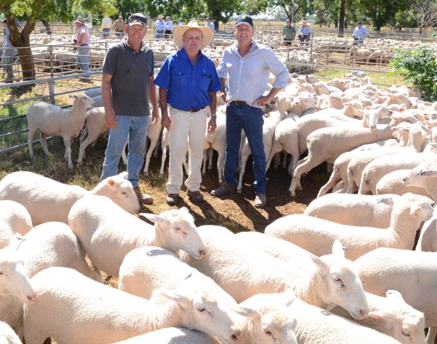Keeping it in the family. Ross Ferrari, “Galteemore”, Trangie, with agent Peter Cruickshank, Trangie, and Steve Ferrari, “Murrumbah”, Trangie. Ross sold 150 first cross ewes, March 2016 drop and February shorn at the sale, not aware his brother had his eyes on them and purchased all for $180 each. “They are the best bred pen of the sale,” Steve said.