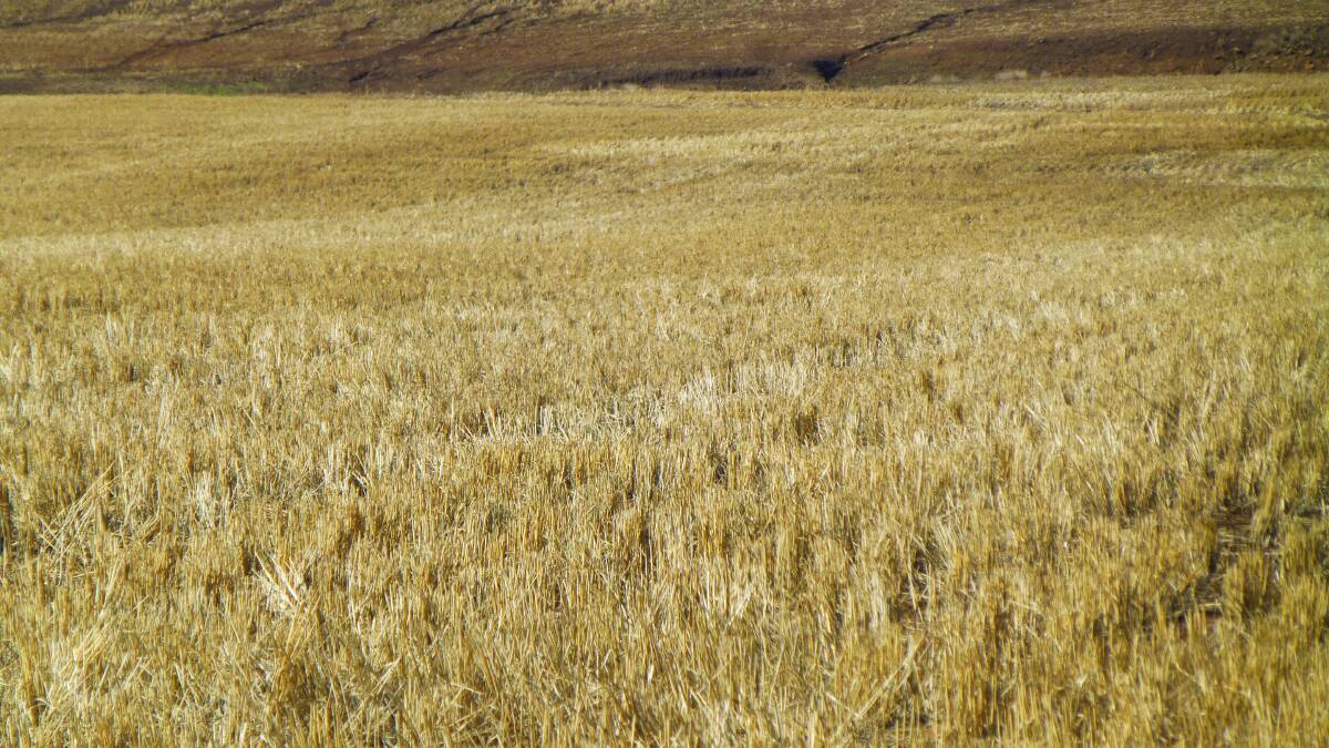Stubble retention from the previous crop or pasture helps to more effectively store soil water.