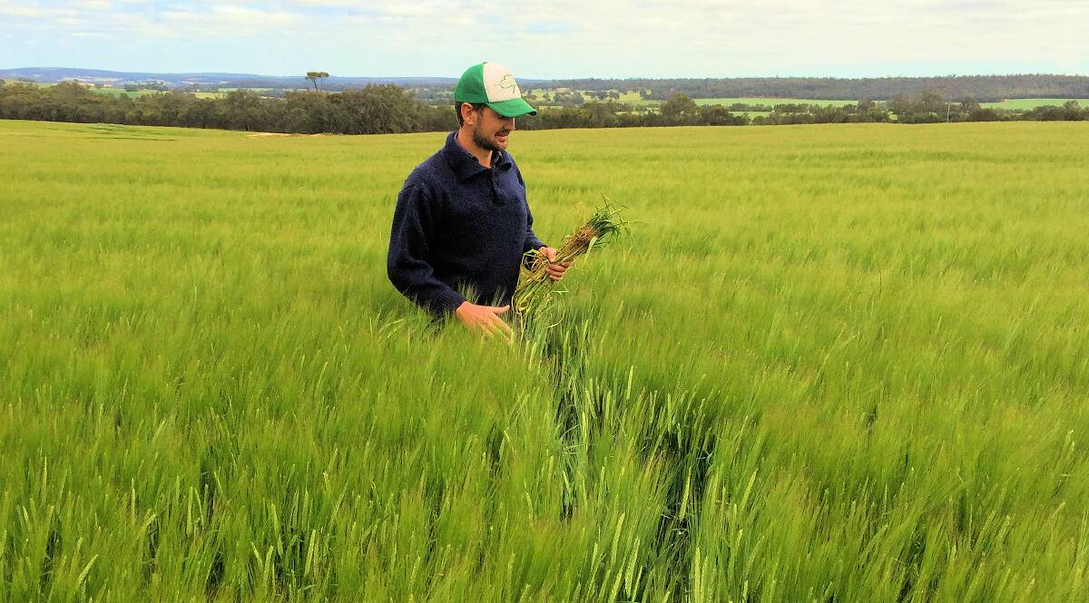 Jason Melchiorre in an RGT Planet seed barley crop on his family farm "Melchiorre Farms", Narrogin, Western Australia where he conducts a seed-growing and a seed-cleaning business with parents Robert and Karen.