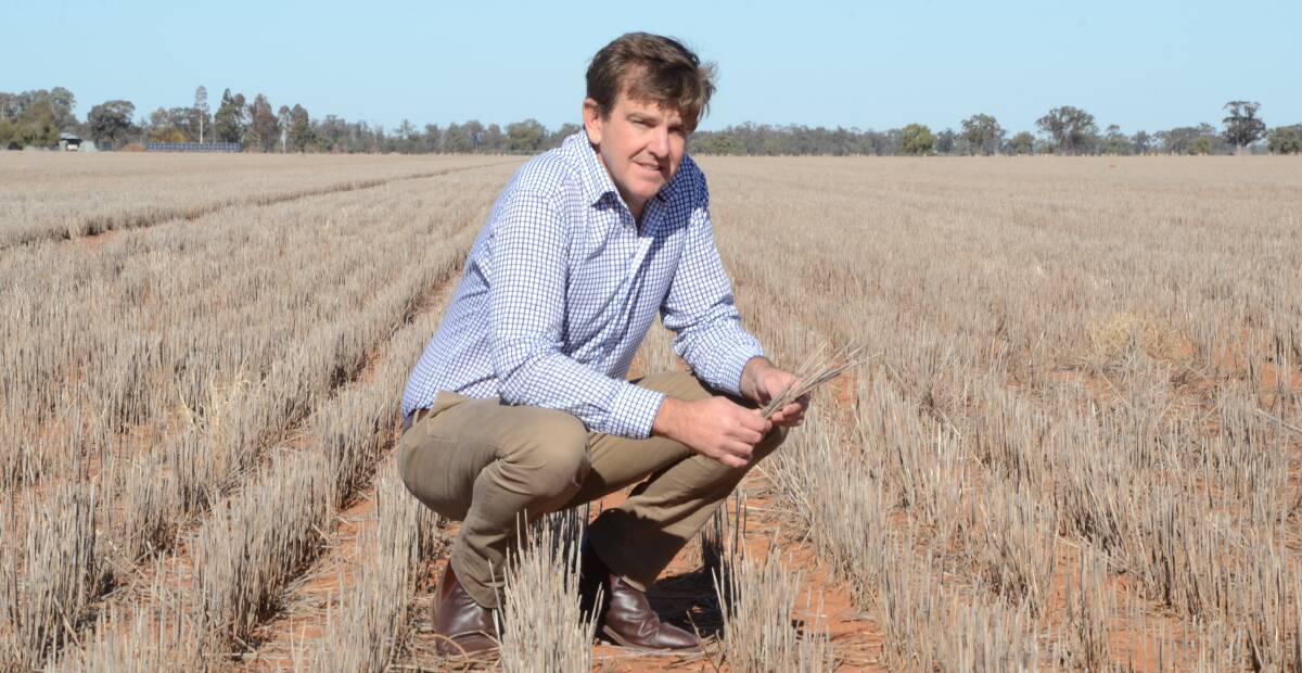 James Hamilton of Cultivate Advisory, examines one of his paddocks at Gundooi, Narromine, that will not be growing any crop this winter due to the drought.